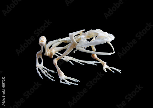 Isolated true rana frog skeleton on black background