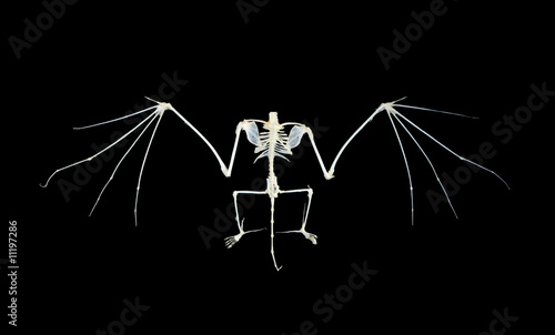 Isolated night bat skeleton on black background