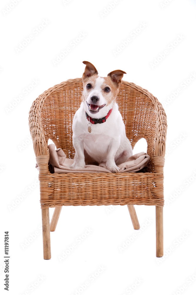 Jack Russel in a chair