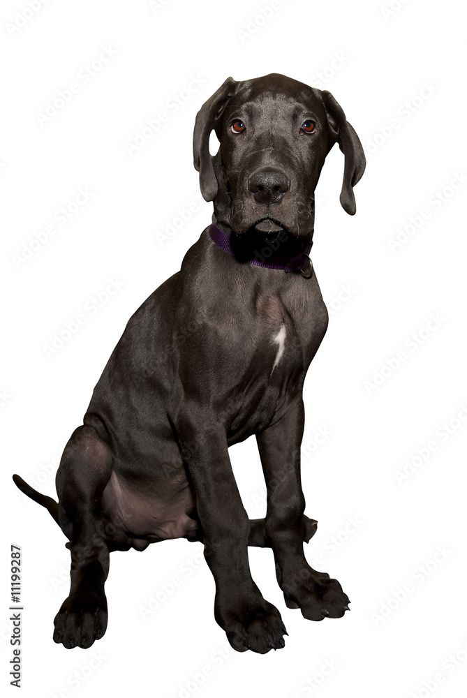 Great dane puppy Great dane puppy