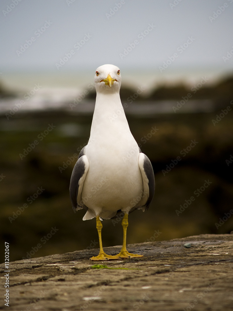 Obraz premium Goeland 01