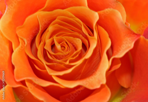 Fototapeta Naklejka Na Ścianę i Meble -  Rose, Blütenblätter, Valentinstag