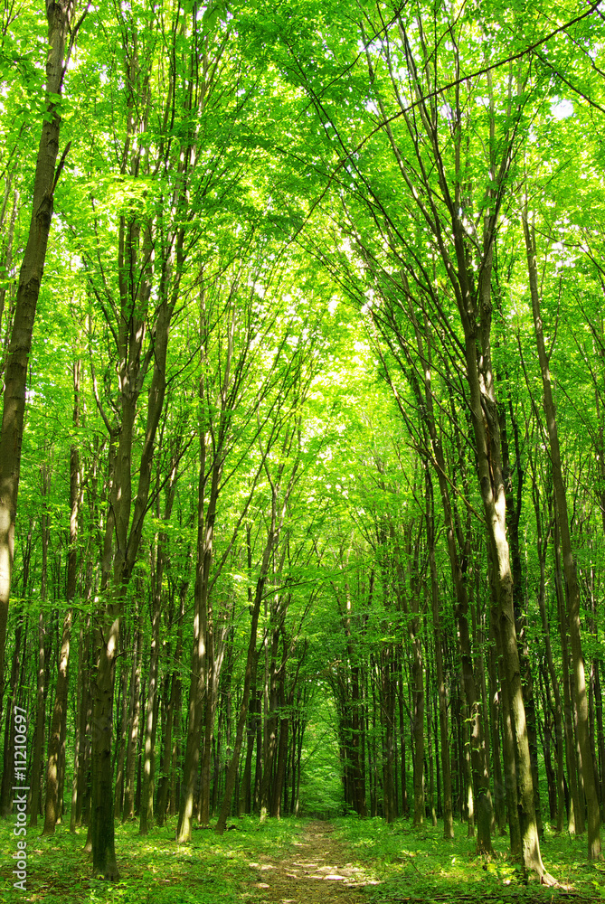 Fototapeta premium forest path