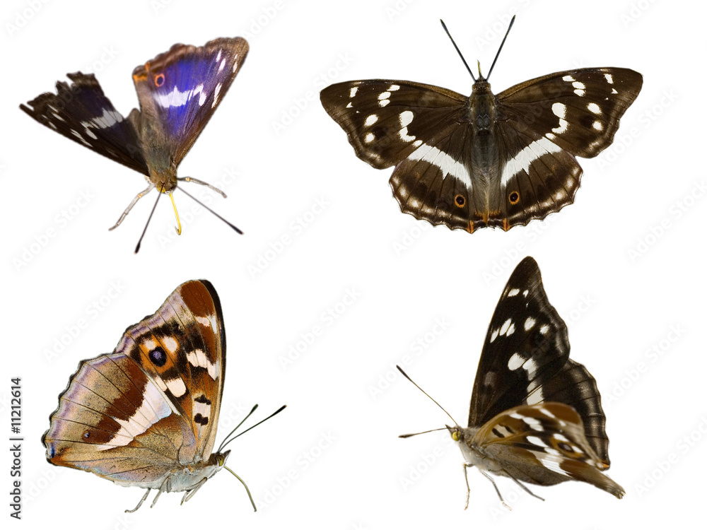 Fototapeta premium Purple Emperor Butterfly in natural positions