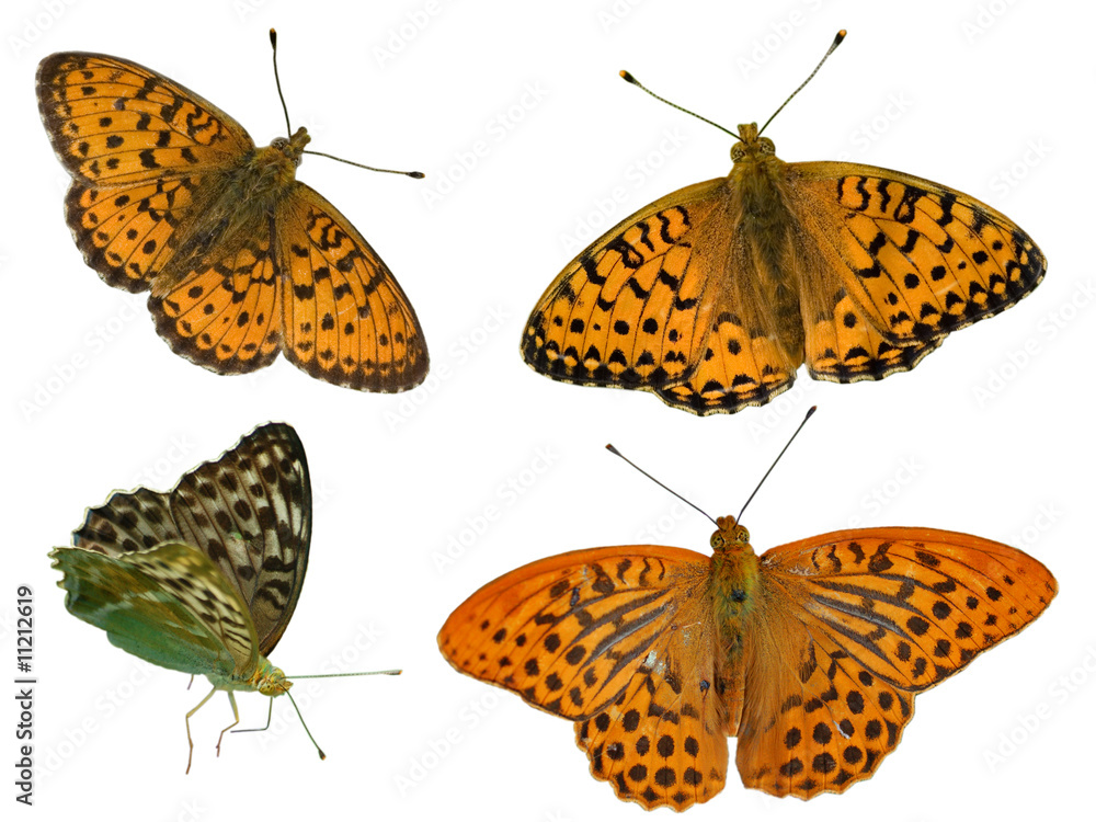 Obraz premium Fritillary butterflies isolated on white