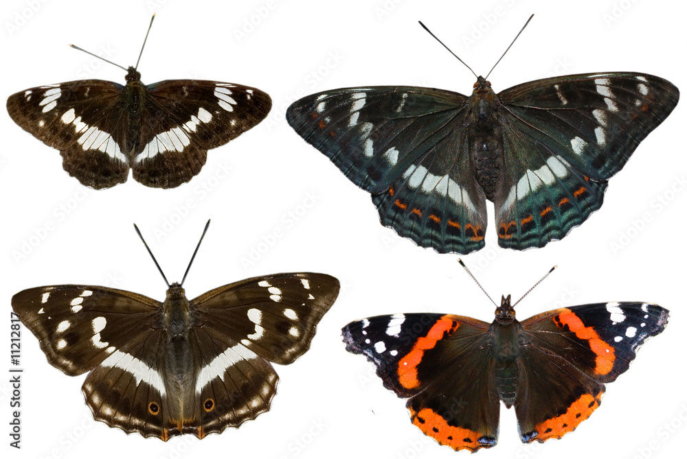 Obraz premium Four species of black butterflies