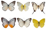 Six species of white butterflies