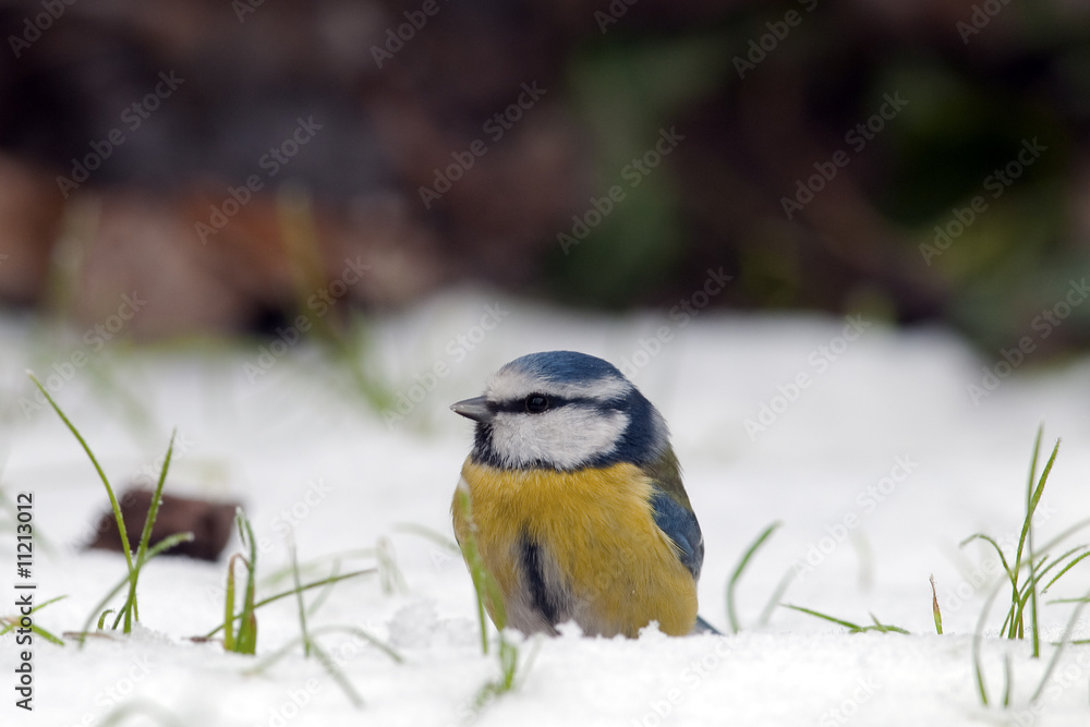 Fototapeta premium Blue Tit