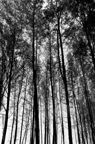 Tall Trees Background #11214895