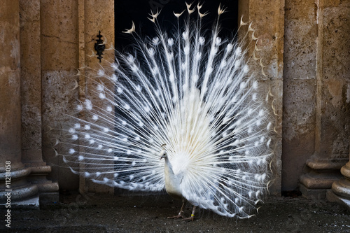 White Peacock