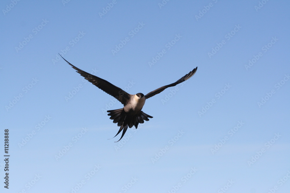 Long-tailed Jaeger in a flight Long-tailed Jaeger in a flight