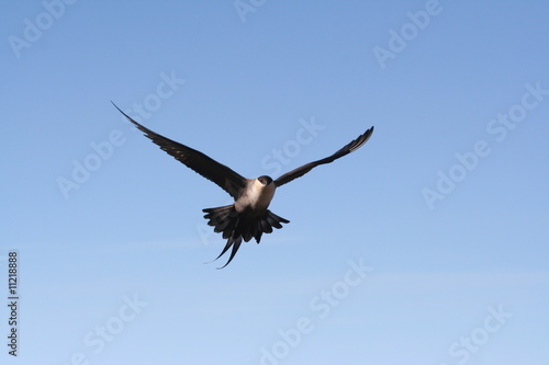 Long-tailed Jaeger in a flight