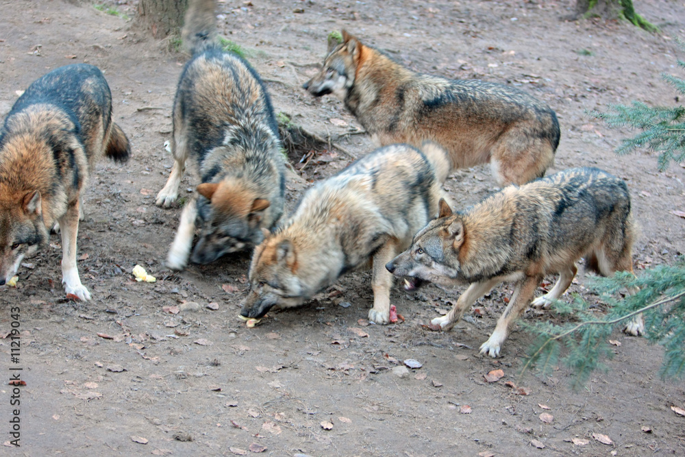 Fototapeta premium Wolf