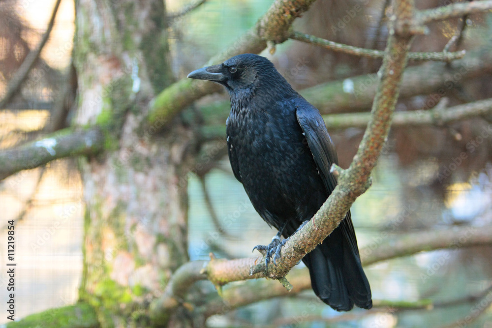 Obraz premium Vogel