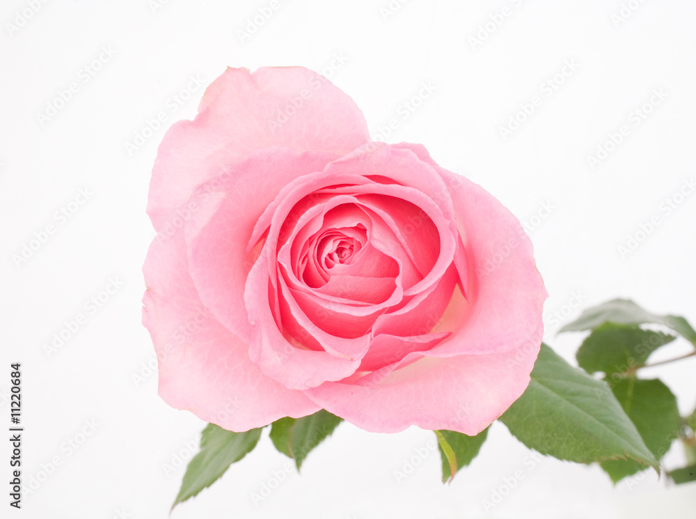 Macro of a Pink Rose Macro of a Pink Rose