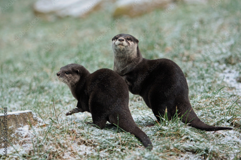 Obraz premium ´Zwergotter