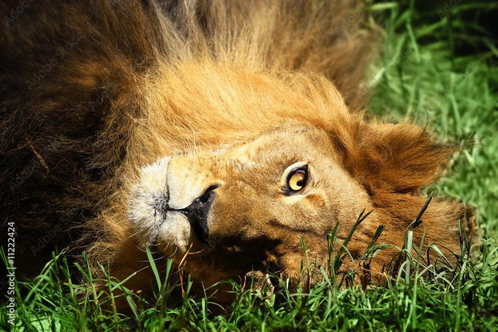 Naklejka premium Lion