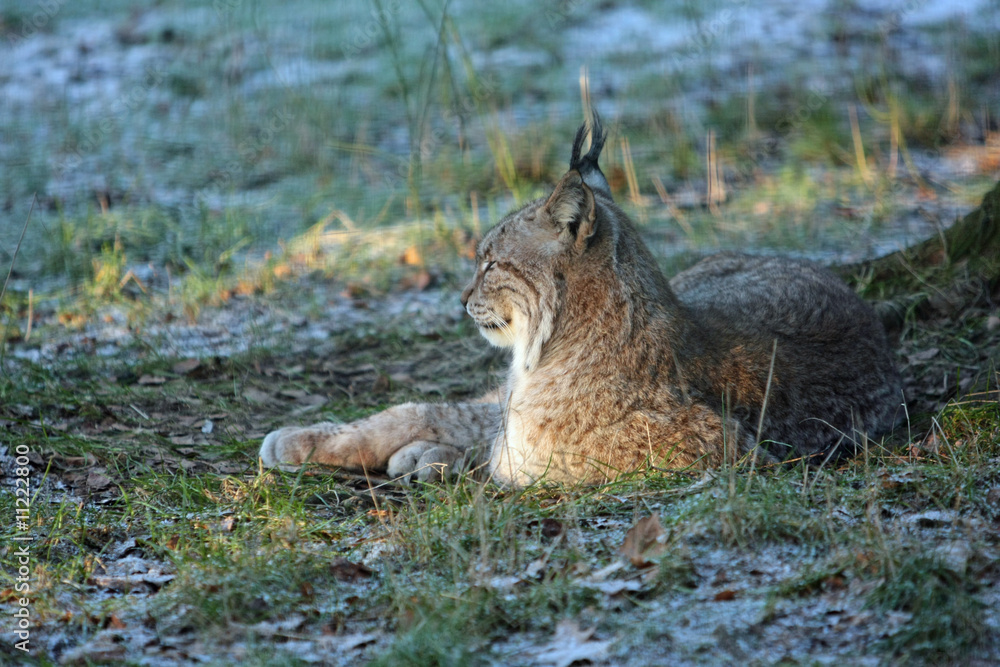 Obraz premium Luchs