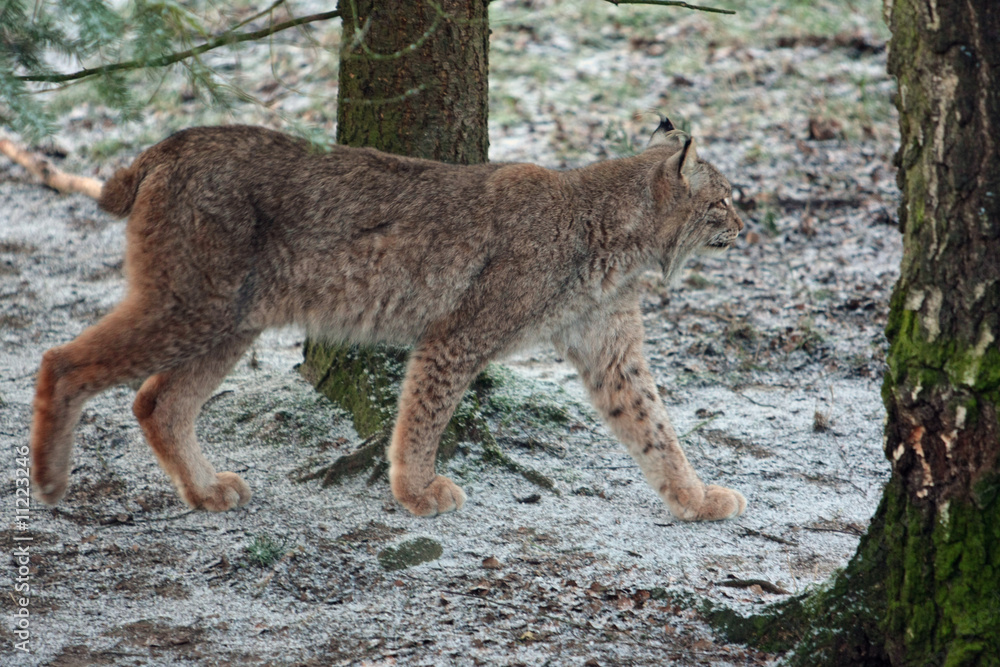 Obraz premium Luchs