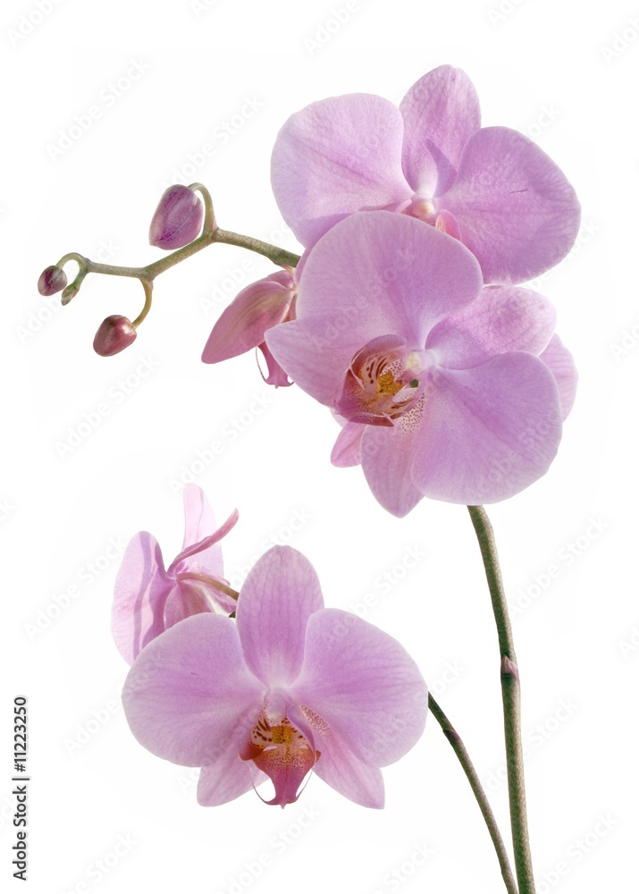 Fototapeta premium różowe kwiaty orchidei