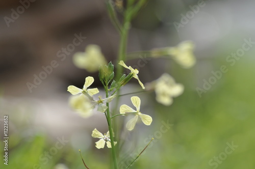 Nebelblume