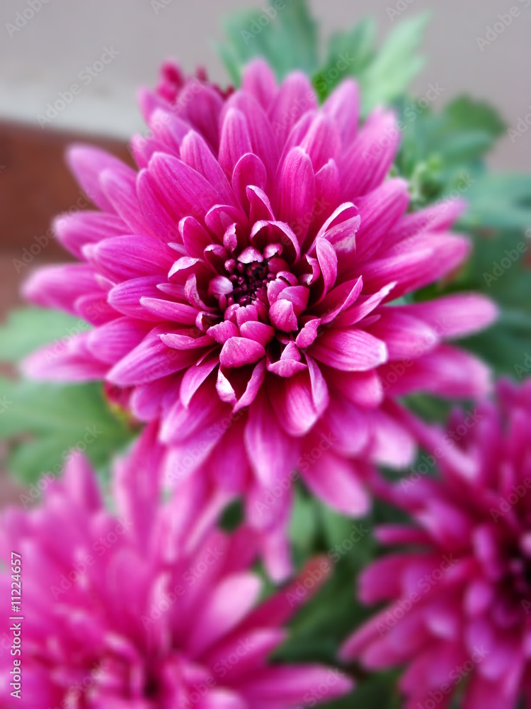 Obraz premium Pink flower