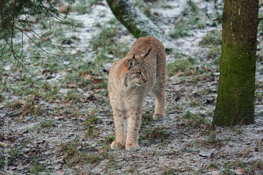 Fototapeta premium Luchs
