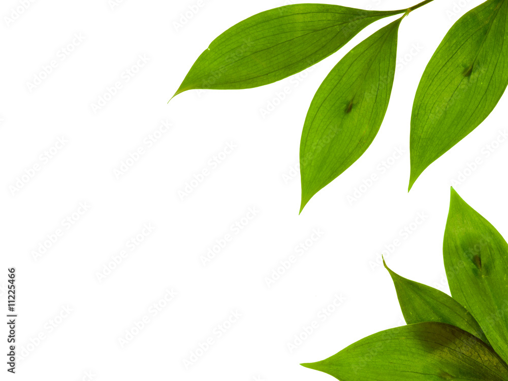 Leaves Leaves