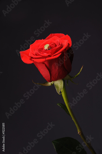Ring in a red rose wrom black background