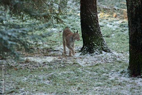 Luchs