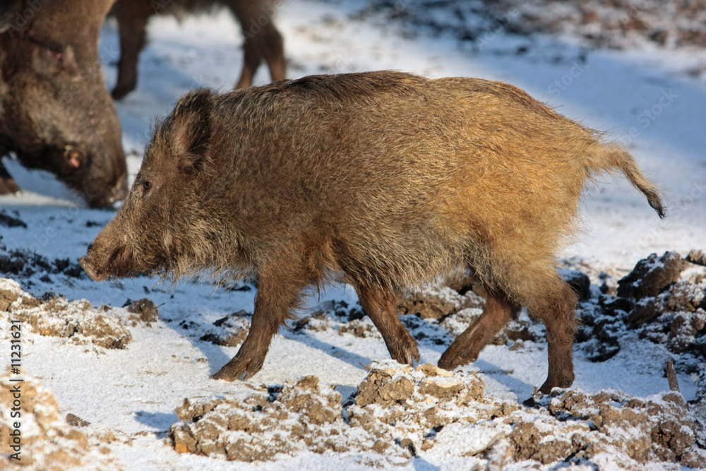 wildschwein