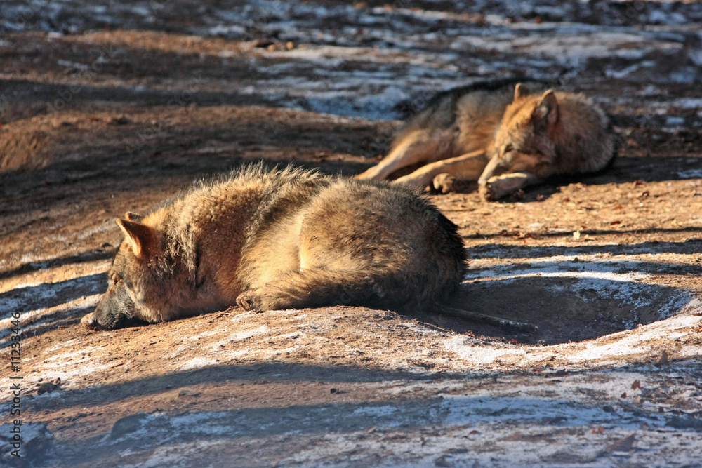 Fototapeta premium wolf