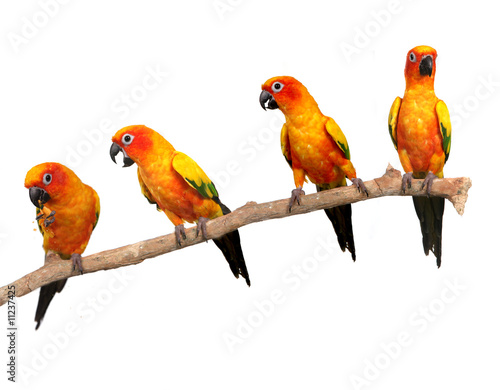 Happy Sun Conure Parrots on a Perch on White Background © Katrina Brown
