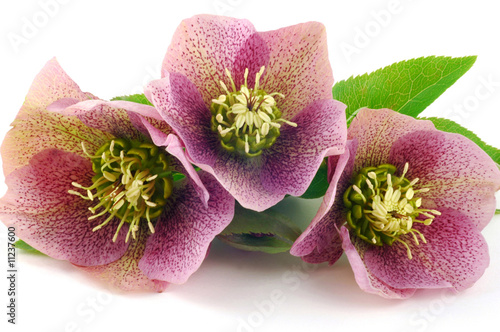 Hellebore