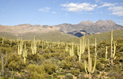 Desert Cactus and Mountains