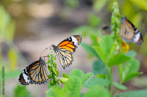 Monarch butterflies © Norman Chan