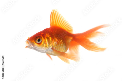 Goldfish With Mouth Wide Open