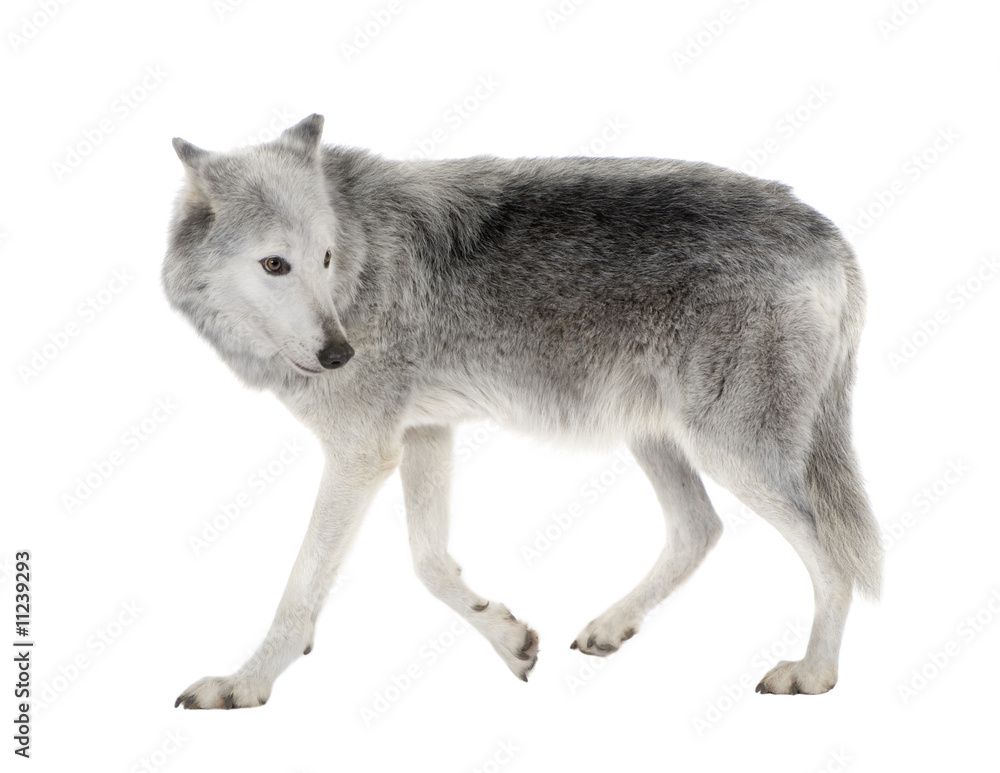 Fototapeta premium Mackenzie Valley Wolf (8 years) - Canis lupus occidentalis