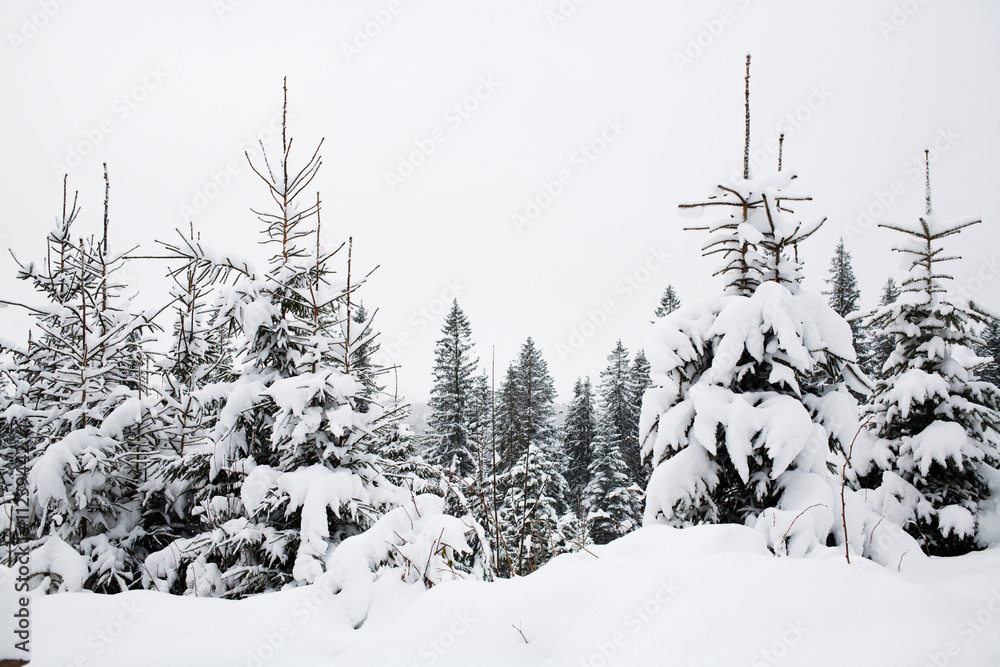 Obraz premium Snowy trees