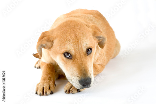 brown puppy, isolated