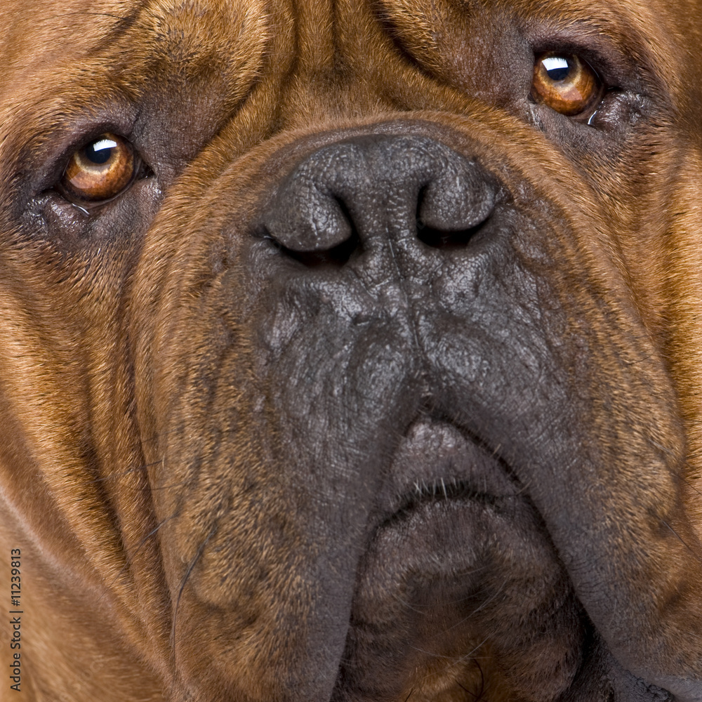 Obraz premium Dogue de Bordeaux (2 years)