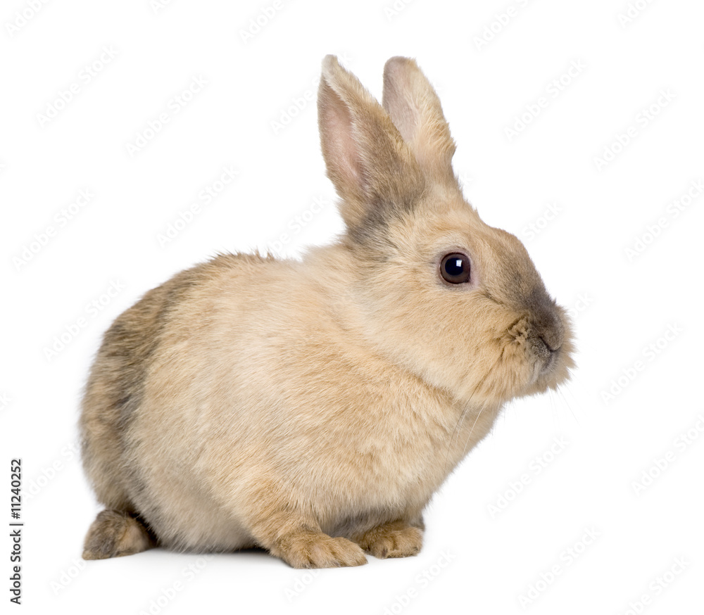 Fototapeta premium Rabbit (3 years)
