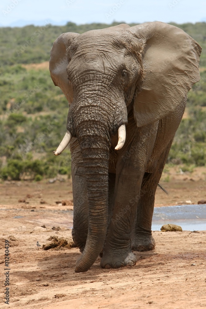 Fototapeta premium Muddy Elephant