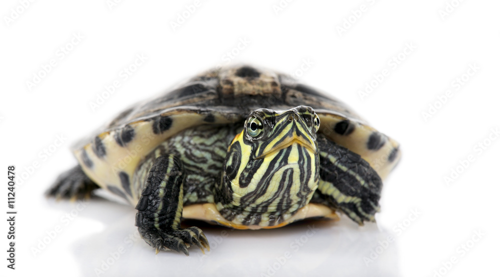 Turtle facing the camera - Acanthochelys Turtle facing the camera - Acanthochelys