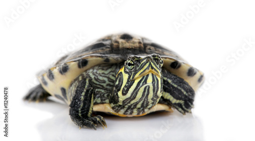 Turtle facing the camera - Acanthochelys