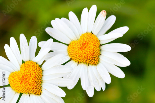 Daisies with heart