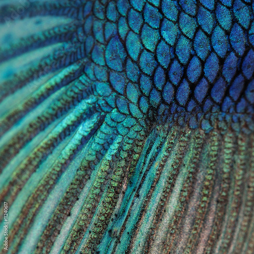 Fototapeta Naklejka Na Ścianę i Meble -  Close-up on a fish skin - blue Siamese fighting fish - Betta Spl