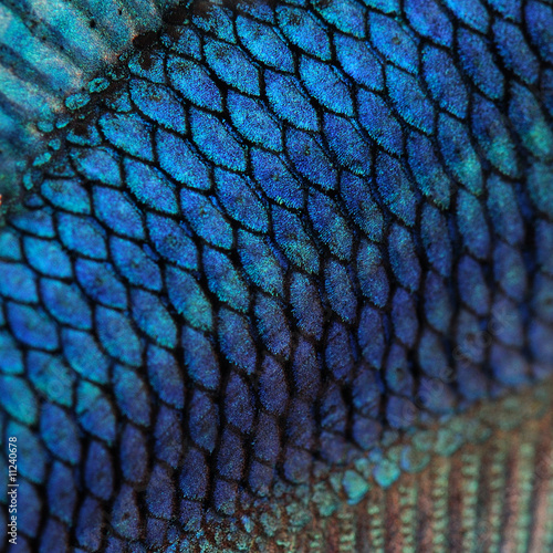 Close-up on a fish skin - blue Siamese fighting fish - Betta Spl