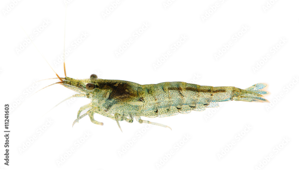 Cherry shrimp - Neocaridina heteropoda Cherry shrimp - Neocaridina heteropoda