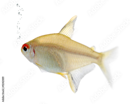 Hyphessobrycon bentosi fish